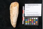 Foto (Objekt + Etikett) von Plantae indet.  (NHMW-GEO-2024-0188-11574)